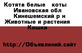 Котята белые ( коты ) - Ивановская обл., Кинешемский р-н Животные и растения » Кошки   